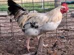 klein wit haantje, Dieren en Toebehoren, Pluimvee, Mannelijk, Kip