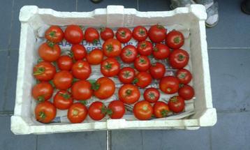 tomates biologiques du jardin, Enlèvement ou Envoi