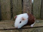 Jong cavia beertje, Dieren en Toebehoren, Knaagdieren, Januari, Mannelijk, Cavia