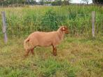 Ramlam Ardense Voskop, Dieren en Toebehoren, Schapen, Geiten en Varkens, Mannelijk, Schaap, 0 tot 2 jaar