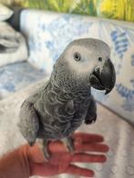 Gris de Gabon jeune 1 an, Dieren en Toebehoren, Vogels | Parkieten en Papegaaien