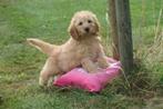 Labradoodle pups nieuw nestje verschillende prijzen, Dieren en Toebehoren, Honden | Niet-rashonden, België, 8 tot 15 weken, Meerdere