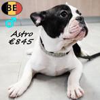 Franse Bulldogs, Astro & Armani (Belgisch), Dieren en Toebehoren, Honden | Chihuahua's en Gezelschapshonden, Parvo, België, 15 weken tot 1 jaar