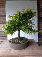 Acer 'Conaara Pygmy' BONSAI, Tuin en Terras, Planten | Bomen, Ophalen of Verzenden