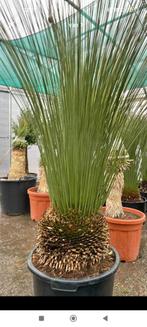 Dasilyrion longissimum palm, Jardin & Terrasse, Plantes | Arbres, Enlèvement