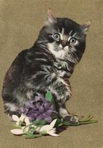 MOOI  KATJE  BIJ  BLOEMEN, Verzamelen, Postkaarten | Dieren, Verzenden, Ongelopen, Hond of Kat