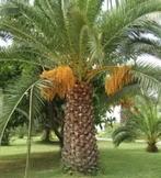 zaailing Phoenix dactylifera, Tuin en Terras, Ophalen