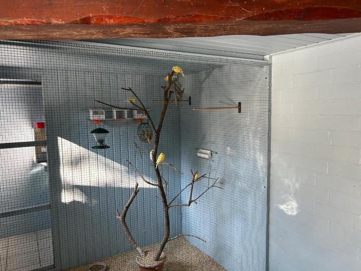 Jonge waterslagers, Dieren en Toebehoren, Vogels | Kanaries, Zangkanarie, Meerdere dieren