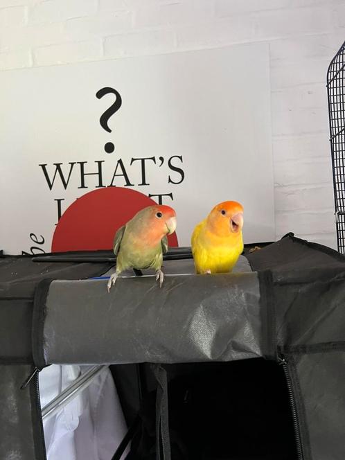 2 jonge (tamme) dwergpapegaai inclusief kooi en eten, Dieren en Toebehoren, Vogels | Parkieten en Papegaaien, Dwergpapegaai of Agapornis