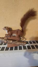 Animaux empaillés, Verzamelen, Dierenverzamelingen, Ophalen