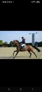 Draagmerrie te huur, Merrie