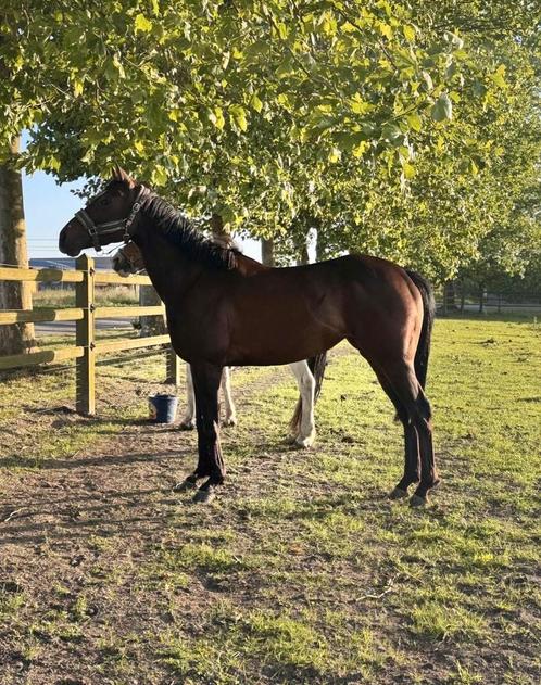 Volbloed merrie, Dieren en Toebehoren, Pony's, Merrie, Zadelmak, E pony (1.48m - 1.57m), Recreatiepony, 7 tot 10 jaar, Met stamboom