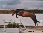 Emerald x nabab de reve, Dieren en Toebehoren, Hengst, B pony (1.17m tot 1.27m), 0 tot 2 jaar