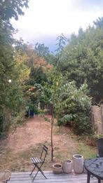 Kers, Ophalen, Lente, Overige soorten, 400 cm of meer