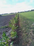 Prunus plantgoed , scherpe prijs , nu !, Tuin en Terras, Ophalen of Verzenden