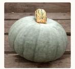 crown prince pompoenen, Tuin en Terras, Ophalen, Zo goed als nieuw