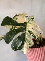 Monstera Thai Constellation (high var), Huis en Inrichting, Kamerplanten, Overige soorten, Minder dan 100 cm, Groene kamerplant
