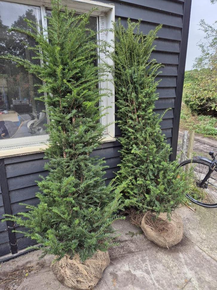 Taxus Baccata 180-200 cm voor een groenblijvende haag, Tuin en Terras, Planten | Struiken en Hagen, Haag, Taxus, 100 tot 250 cm