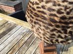 Hoedje in tijgerprint, Kleding | Dames, Ophalen, Zo goed als nieuw