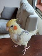 Handtamme jonge valkparkiet, Dieren en Toebehoren, Vogels | Parkieten en Papegaaien
