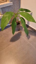 Bananenboompje, Huis en Inrichting, Kamerplanten, Minder dan 100 cm, Fruitplant, In pot, Volle zon