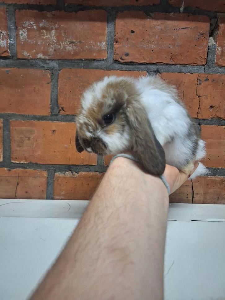 Jonge mini dwergkonijntjes beschikbaar, kleurtjes, super tam, Dieren en Toebehoren, Konijnen, Hangoor