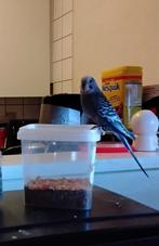 Koppel grasparkieten te koop, Dieren en Toebehoren, Vogels | Parkieten en Papegaaien, Meerdere dieren, Parkiet, Geringd