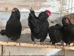 Broedeieren antwerpse baardkriel, Dieren en Toebehoren, Pluimvee