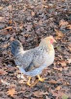 Hennen groenleggers kippen groene eieren, Dieren en Toebehoren, Pluimvee, Vrouwelijk, Kip