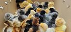 dag kuikens 5 verschillende rassen voor 28 mei 100% hennen, Dieren en Toebehoren, Pluimvee, Kip, Vrouwelijk