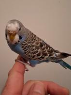 Handtamme grasparkiet, Dieren en Toebehoren, Vogels | Parkieten en Papegaaien