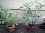 2 Brugmansia - Engelentrompet planten., Ophalen