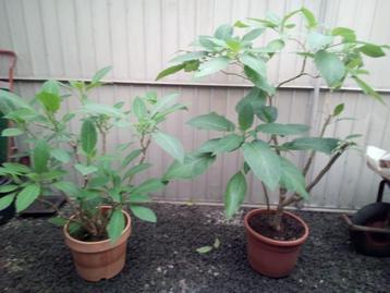 2 Brugmansia - Engelentrompet planten.