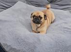 Mops mopshond pubers reuen, 15 weken tot 1 jaar, Buitenland, CDV (hondenziekte), Meerdere