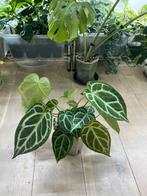 Anthurium Hybride Cristallinum x Silver Blush, Huis en Inrichting, Kamerplanten, Ophalen of Verzenden