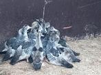 Jonge barbarie eenden, Dieren en Toebehoren, Eend