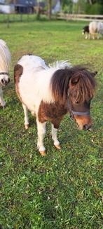 Weide gezocht, Dieren en Toebehoren, Weidegang, 1 paard of pony