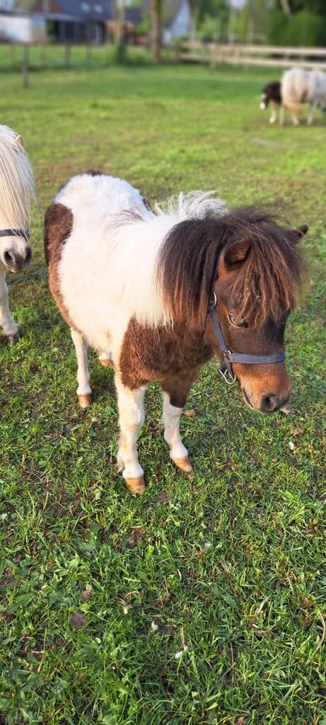 Weide gezocht, Dieren en Toebehoren, Stalling en Weidegang, Weidegang, 1 paard of pony
