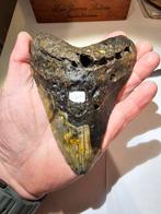 megalodon tand 33 uit south-carolina 13 cm., Ophalen of Verzenden, Fossiel