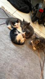 Kittens, Dieren en Toebehoren, Katten en Kittens | Raskatten | Korthaar, Meerdere dieren, Met stamboom, 0 tot 2 jaar