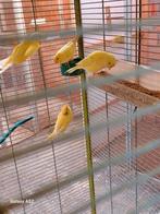 Jonge kanaries met vaste voetring ., Dieren en Toebehoren, Vogels | Kanaries