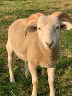 jonge Wiltshire Horn rammen., Dieren en Toebehoren, Schapen, Geiten en Varkens, Mannelijk, Schaap, 0 tot 2 jaar