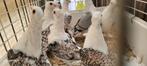 Oosterse meeuwkens, Dieren en Toebehoren, Vogels | Duiven