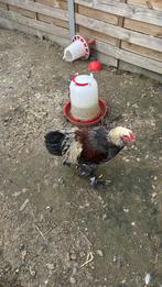 Brahma  Hanen, Mannelijk, Kip