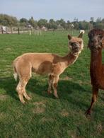 Mooie alpaca hengst, Dieren en Toebehoren, Februari, Mannelijk