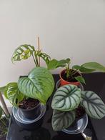 4 babyplantjes (alocasia, monstera, rhaphidophora), Huis en Inrichting, Ophalen of Verzenden