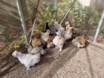 Zijdehoentjes, Dieren en Toebehoren