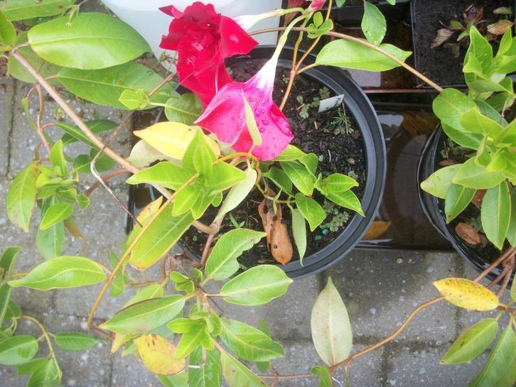 Mandevilla of Dipladena roodbloeiend, Huis en Inrichting, Kamerplanten, Overige soorten, Minder dan 100 cm, Bloeiende kamerplant