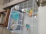 Te Koop, Dieren en Toebehoren, Vogels | Kanaries, Mannelijk, Kleurkanarie