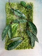 Hoya wilbur graves + pubicalyx splash stekjes, Ophalen of Verzenden